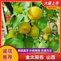 山西金太阳杏原产地采购一手货源货源充足可视频看货对接商超