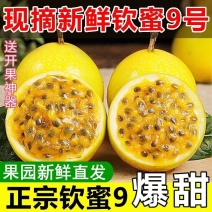 广东阳西黄金9号百香果，精品市场货电商货，大量货源，