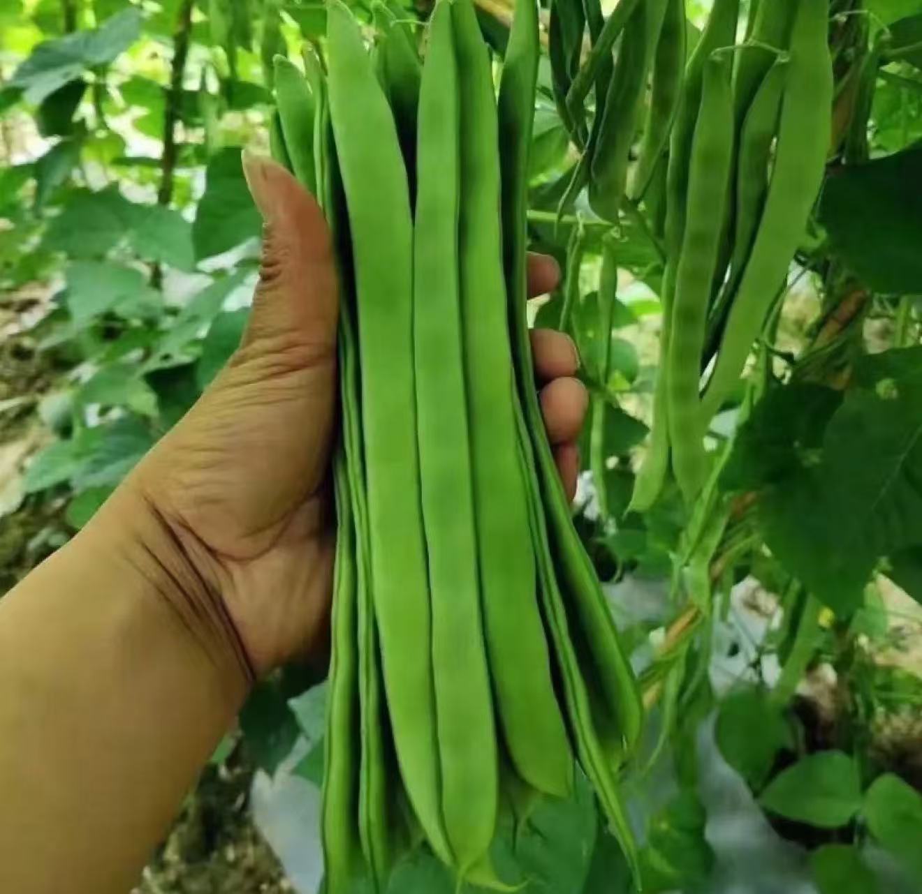 一位戴草帽的中年农民弯腰站在扁豆架旁,左手轻扶藤蔓,右手正熟练掐下一根长约20厘米、色泽翠绿均匀的扁豆嫩荚;篮中已盛满新鲜采摘的扁豆,叶片上还带着晨露,背景为整齐搭设的木架与葱郁藤叶,体现8月盛产季田间管理与人工采收的真实画面 农民在清晨采摘成熟扁豆嫩荚的劳作场景