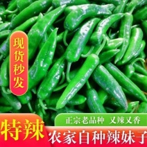 山西应县辣妹子鲜辣椒地头现发，欢迎全国客商来电咨询