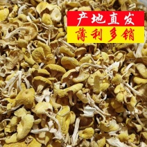 菌菇干货鸡油菌产地直销榆黄蘑单根蘑菇黄金菇2-3根批发
