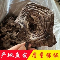 野生黑虎掌云南野生菌干货章子菌一手货源产地直销视频看货