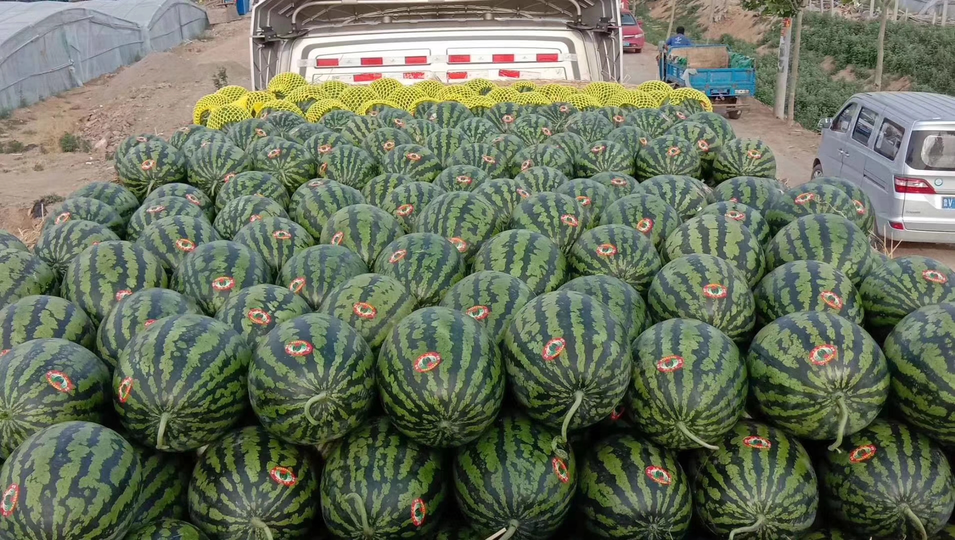 甜王西瓜在产地批发市场装车运输