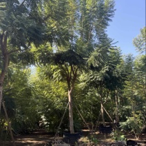 蓝花楹移栽袋苗6～25分的都有熟苗喜欢的老板来了