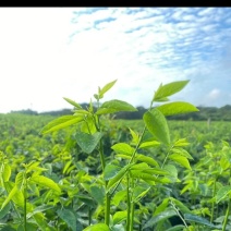 天绿香树仔菜
