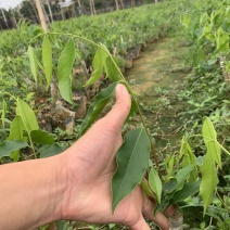 沉香树苗现挖，成活率高，量大从优致电联系