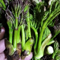 东北山野菜刺嫩芽猴腿黄瓜香（广东菜）水蕨菜