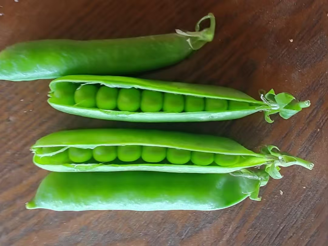 高清微距摄影:展示新鲜青豌豆(Pisum sativum var. macrocarpon)的完整形态,强调豆荚蜡质层与豌豆粒饱满度,体现未成熟、低抗营养因子特性,背景蒸锅暗示安全烹饪方式 新鲜青豌豆特写:翠绿饱满的带荚嫩豌豆,豆荚表面覆有细微白霜,部分豆荚已剥开露出圆润青绿色豌豆粒,背景为木质砧板与不锈钢蒸锅