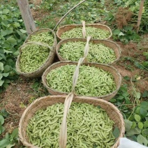新鲜毛豆