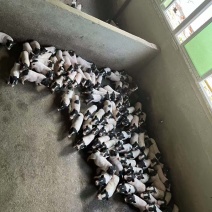 巴马香猪迷你香猪宠物猪猪苗基地直发包成活