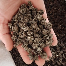 批发纯野生猫爪草（二级货），一手货源，诚信经营！