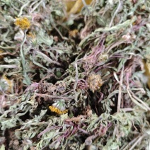 【热卖中】蒲公英品质保证全国供货欢迎下单量大价优