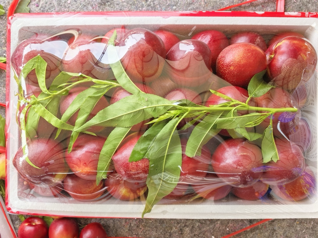 一组精美的黑皮158油桃商品图,包括礼盒装、网套单果包装、透明托盘+覆膜零售装,背景包含快递打包场景与手机屏幕上的电商下单界面,体现多元化销售渠道 黑皮158油桃包装与销售渠道展示