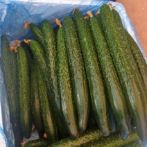 【甄选云南密刺黄瓜-牛商店铺推荐】品质好现摘现发