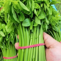特香树仔菜
