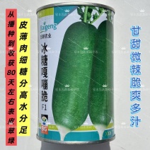 冰糖嘎嘣脆萝卜种子糖分高薄肉细水果萝卜种子甘甜多汁青皮萝