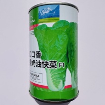 快菜种子春秋冬季蔬菜种子大全奶油快菜种孑
