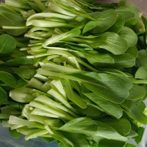 卡其牌鸡毛菜种子早熟耐热耐湿青菜种子口感甜糯生长