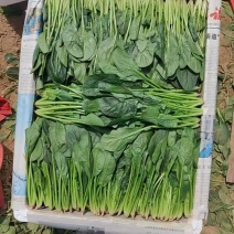 [牛]本地菠菜大量上市，提供一条龙服务，质优价廉，货源充足