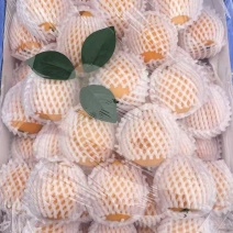 枇杷代卖代销各种水果批发市场档口欢迎来电洽谈