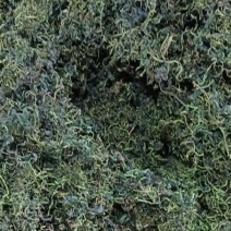 蒲公英新茶