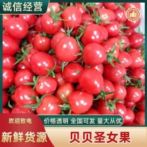 【优选】山东贝贝圣女果/货量充足/量大从优