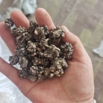 猫爪草:产地购销