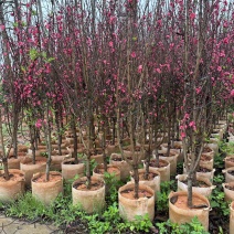 大量桃花树供应
