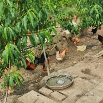 生态散养土鸡在自然环境中自由觅食，吃草、