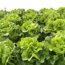 【推荐】精品生菜/基地直发/对接商超批发市场/欢迎咨询