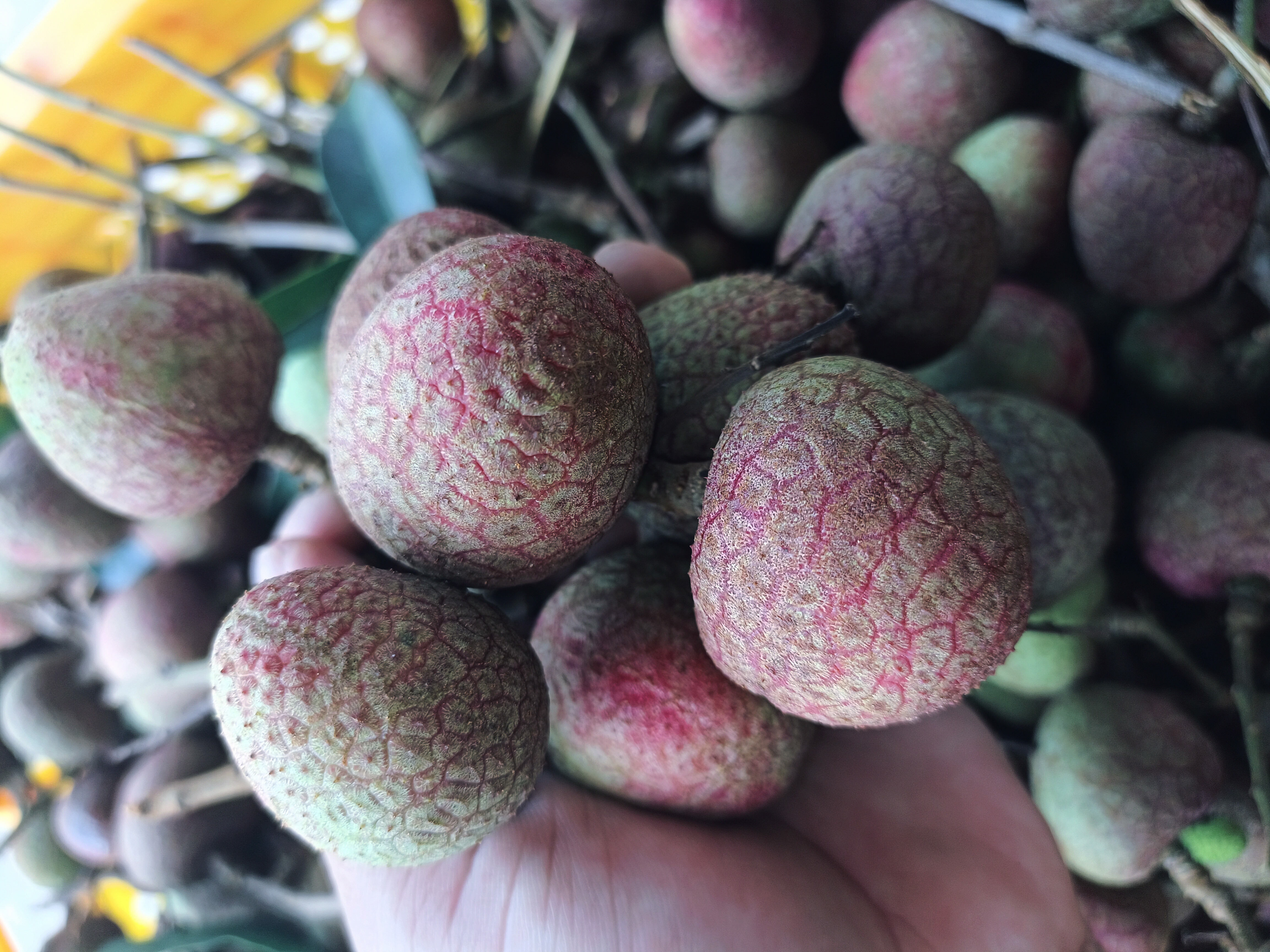 三月红荔枝与果盘