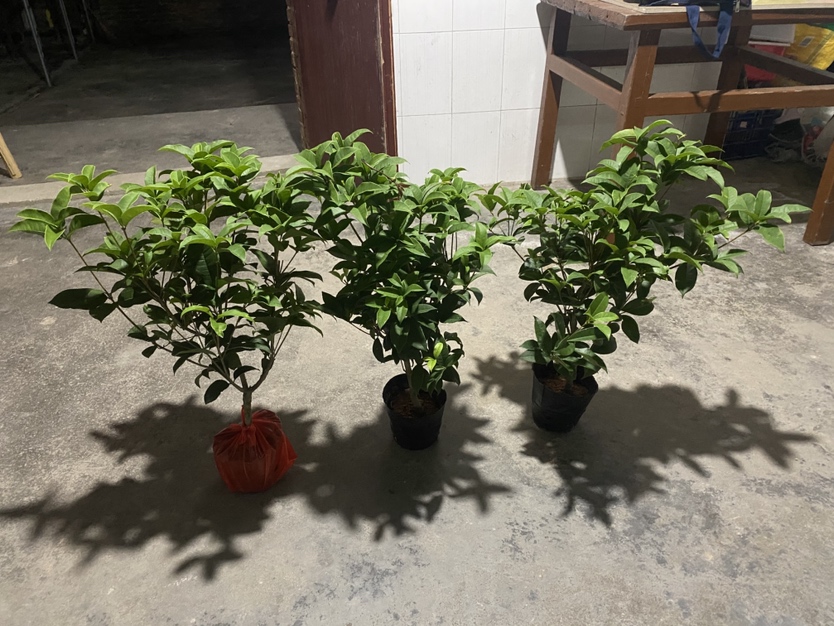 图片说明:展示‘日香桂’‘月月桂’‘天香台阁’三个四季桂盆栽品种的植株形态、叶片特征及花朵特写,背景为标准温室栽培环境,配有标签标识品种名称与主要特性 四季桂常见优良盆栽品种对比图