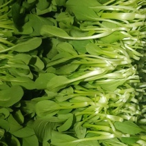 深圳鸡毛菜基地！长年每天新货供应！深圳现割每天从深圳发货