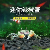 迷你蟹辣椒蟹观赏蟹可与鱼虾混养吃鲜活除藻鱼缸萌宠