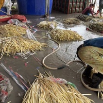 湖北仙桃新鲜藕带，现摘现发