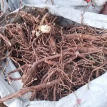野生，麻黄根