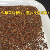 西兰花种子高含量提取西兰花芽苗菜种子批发