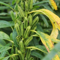 航天新芝31-8白芝麻种子杆粗果长粒大高产高油