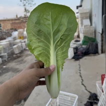 山东奶白菜毛白菜货优价低对接各大电商平台欢迎联系