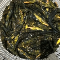 昂刺鱼