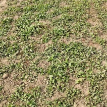 夏枯草小苗幼苗野生夏枯草小苗夏枯球小苗中苗大苗批发零售