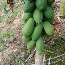 红心木瓜