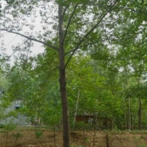 基地大量出售4-18公分枫杨规格齐全，货源充足，欢迎各