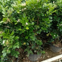 九里香/基地直销。9块/棵
