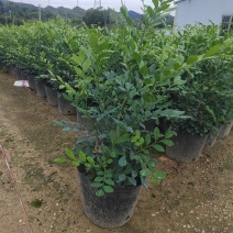 正宗九里香树苗四季盆栽开花浓香型花卉植物庭院室内阳台驱蚊