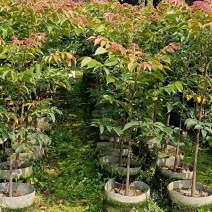 麻楝树苗别墅庭院遮荫风景树四季常青种植物户外绿化观叶绿植