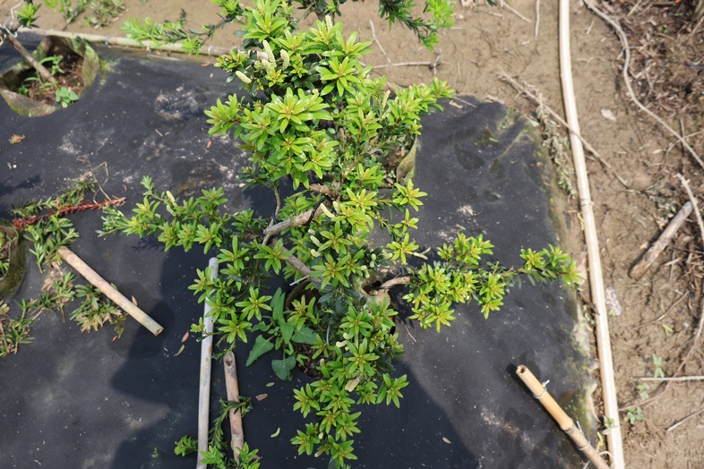 罗汉松在温室中养护,植株健康,光照充足 罗汉松冬季温室养护