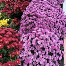 千头球菊