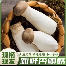 【实力】江苏连云港杏鲍菇菇片次菇产地直销量大从优可视频