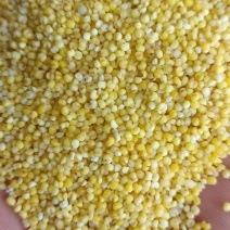 黄小米，敖汉小米货源充足，